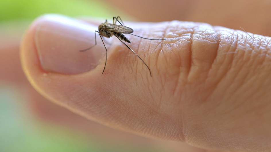 Hatékony harc a szúnyogok ellen